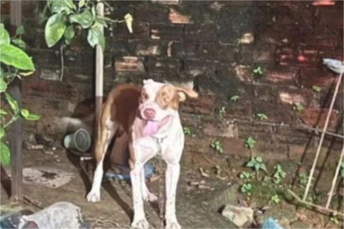 Pitbull mata bebê de 3 meses em ataque dentro da casa de cuidadora