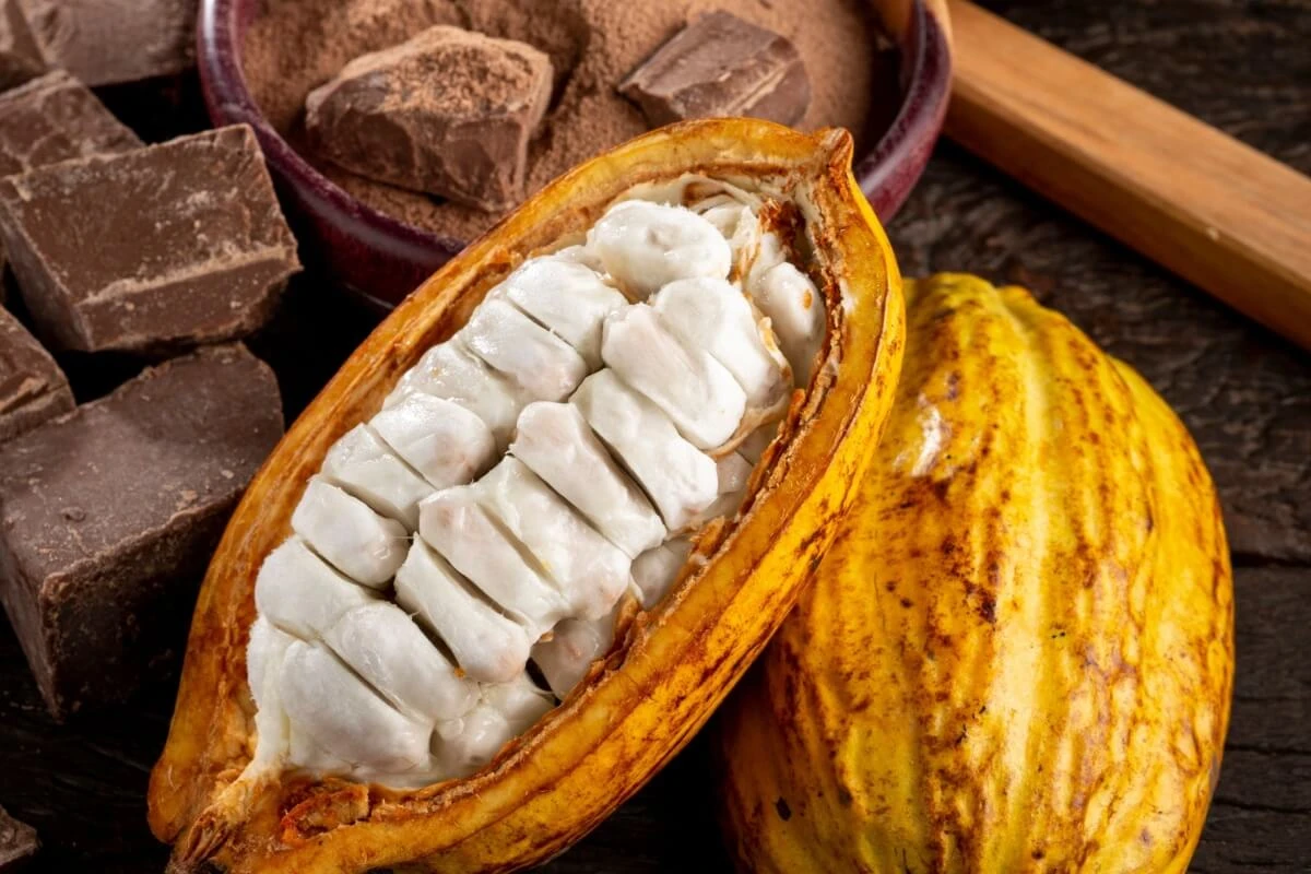 7 benefícios do cacau para a saúde e como consumi-lo