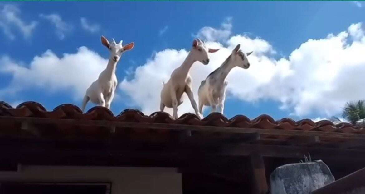 Bodes invadem casa na Bahia e tornam rotina de moradores uma dor de cabeça