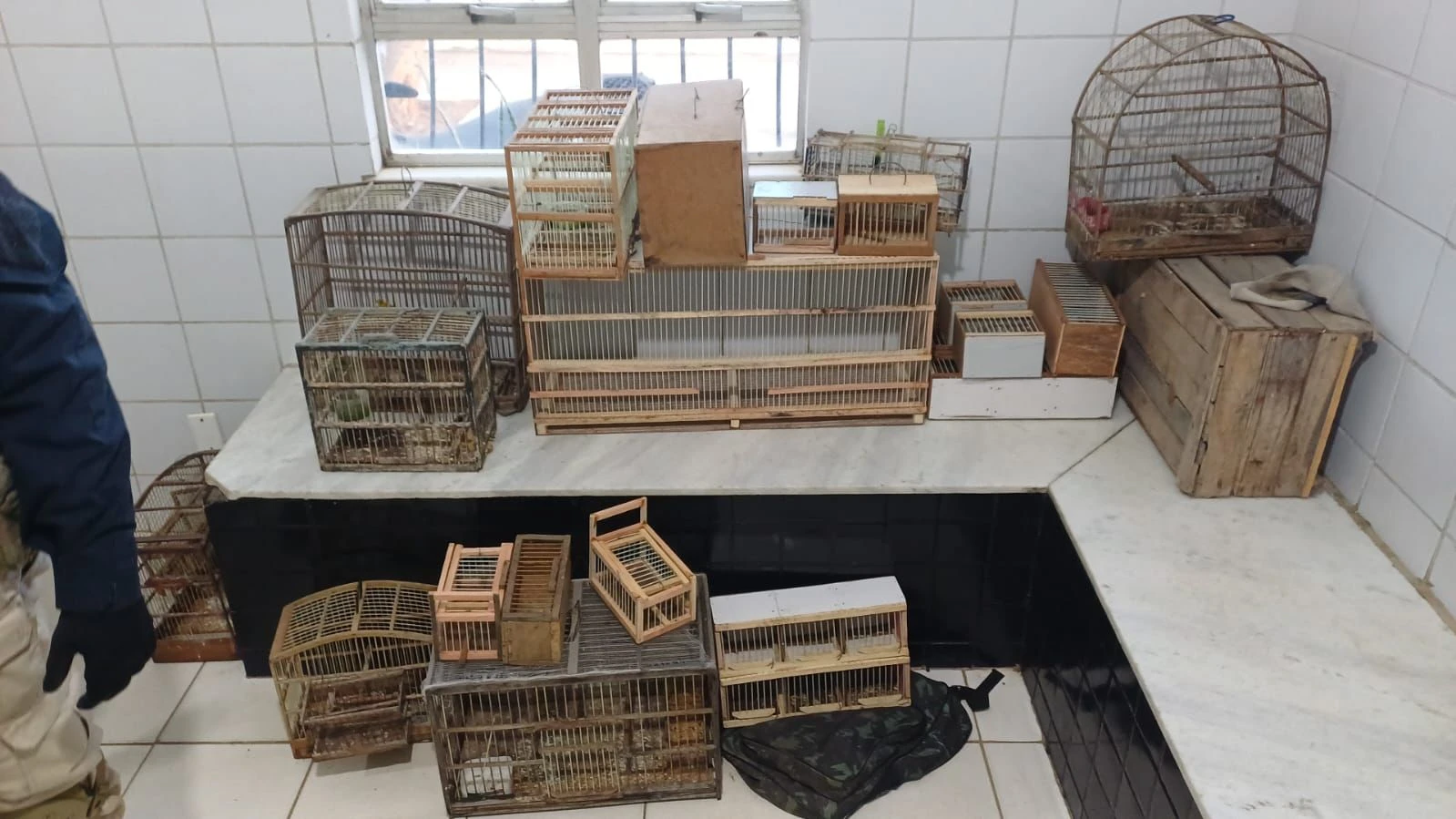 Mais de 200 aves silvestres são resgatadas de comércio ilegal na Bahia