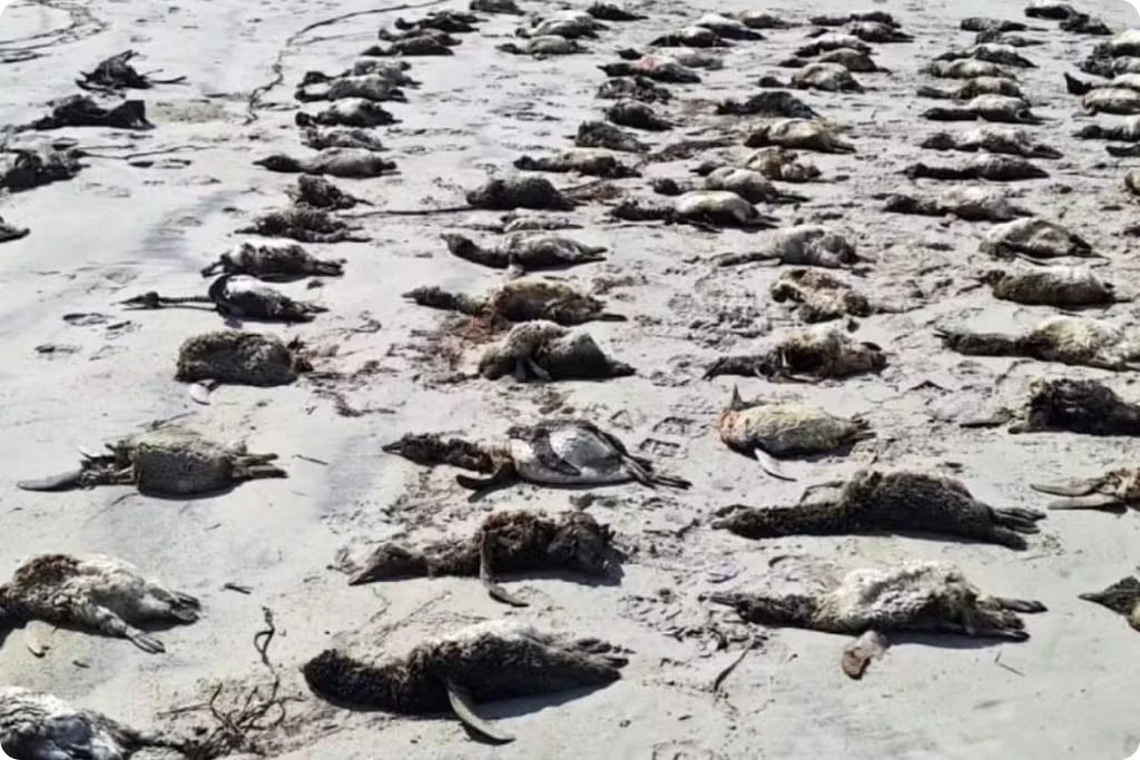 Mais de 650 pinguins-de-magalhães são encontrados mortos em praia na última semana