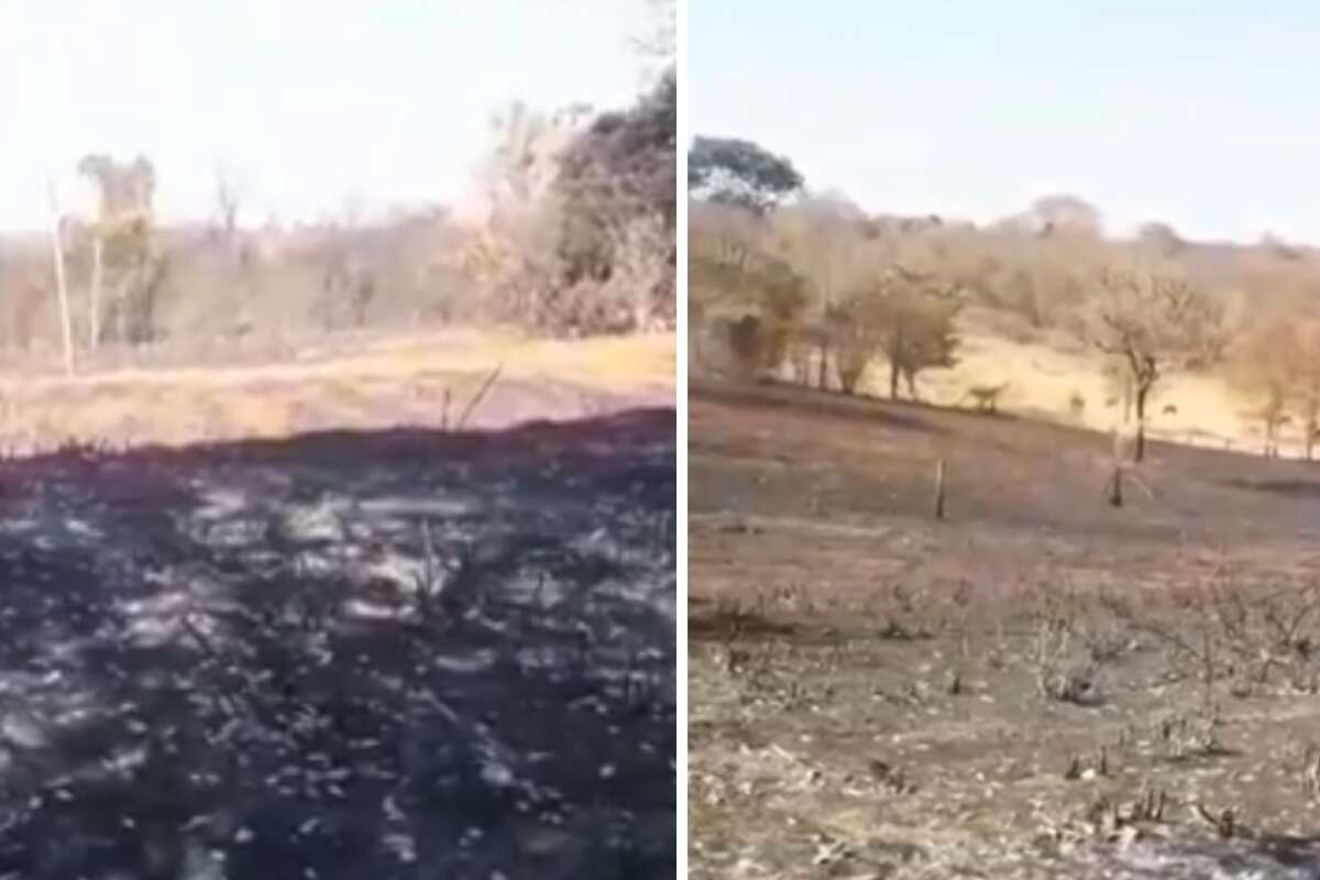 Ainda vai ter lápis de cor? Floresta da Faber-Castell é atingida por incêndio em Minas Gerais