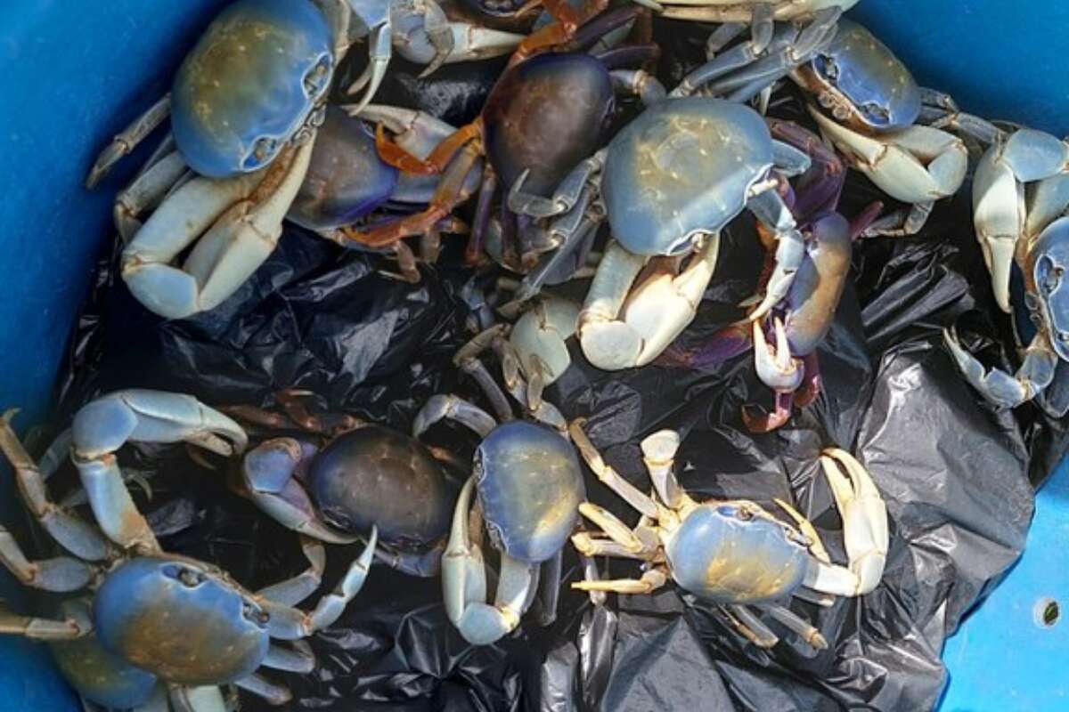 Restaurante é multado em R$ 1,6 milhão por vender caranguejo ameaçado de extinção