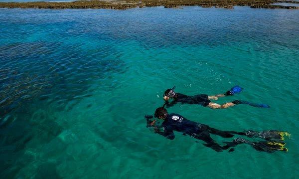 Mistério no mar: cientistas registram o primeiro tubarão de cor laranja do planeta