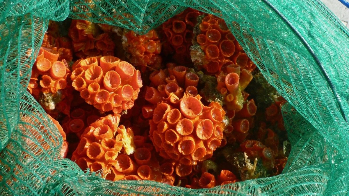 Bonitinho, mas ordinário: por que esse coral virou dor de cabeça séria no litoral?