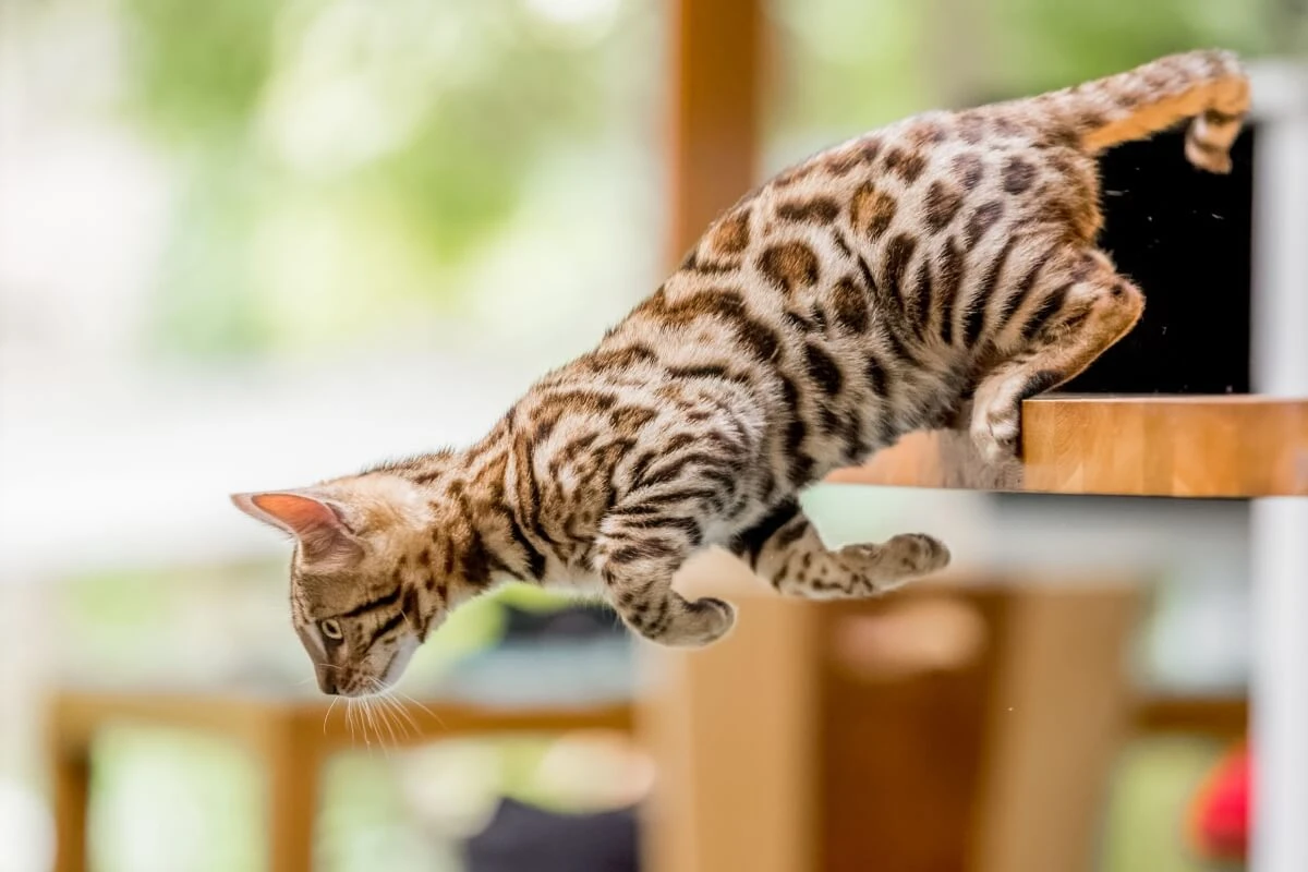 Pega essa dica: 10 nomes para gatos com muita energia