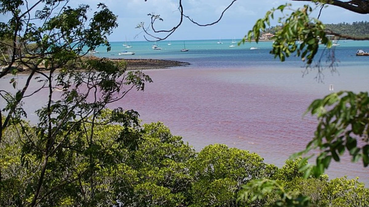 Mar de sangue? Descubra o que é o fenômeno de potencial tóxico que assusta moradores e turistas no litoral