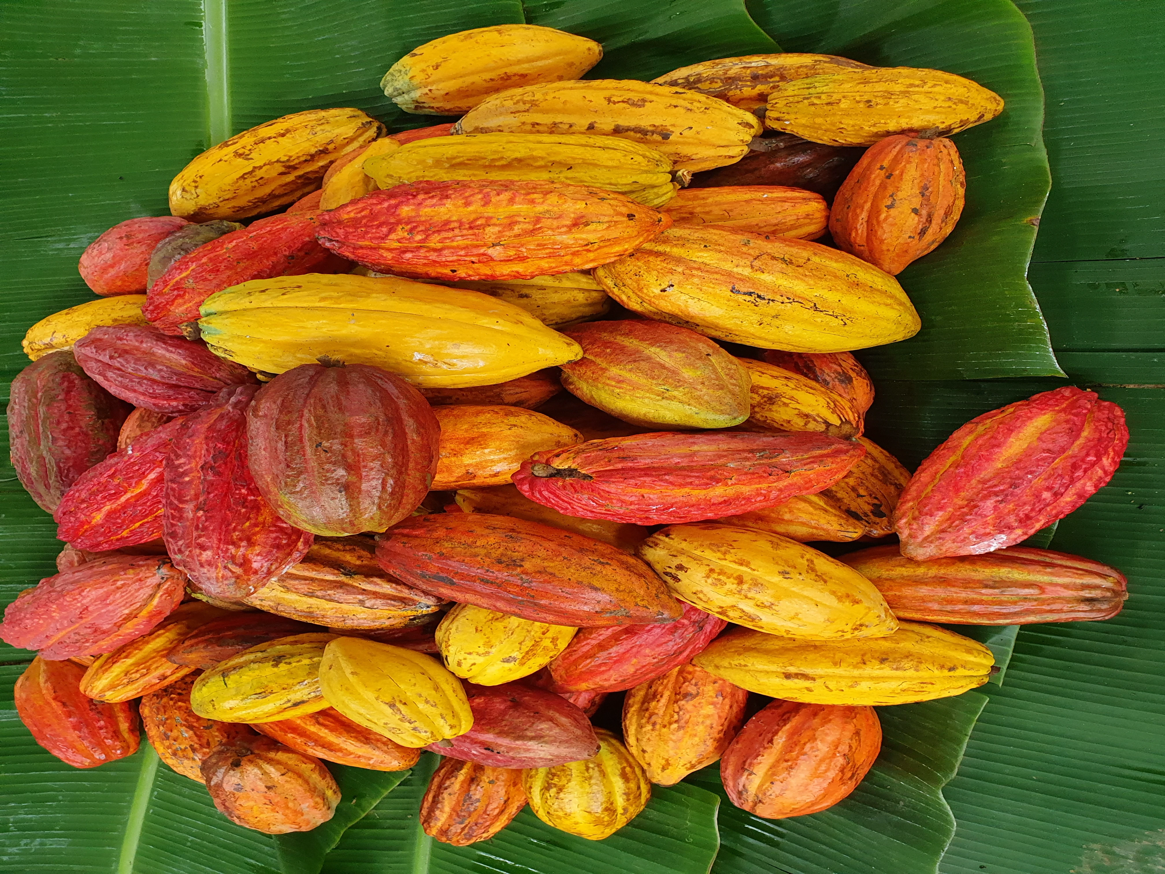 Cacau na Bahia: alta histórica de preços impulsiona investimentos e novos modelos de cultivo