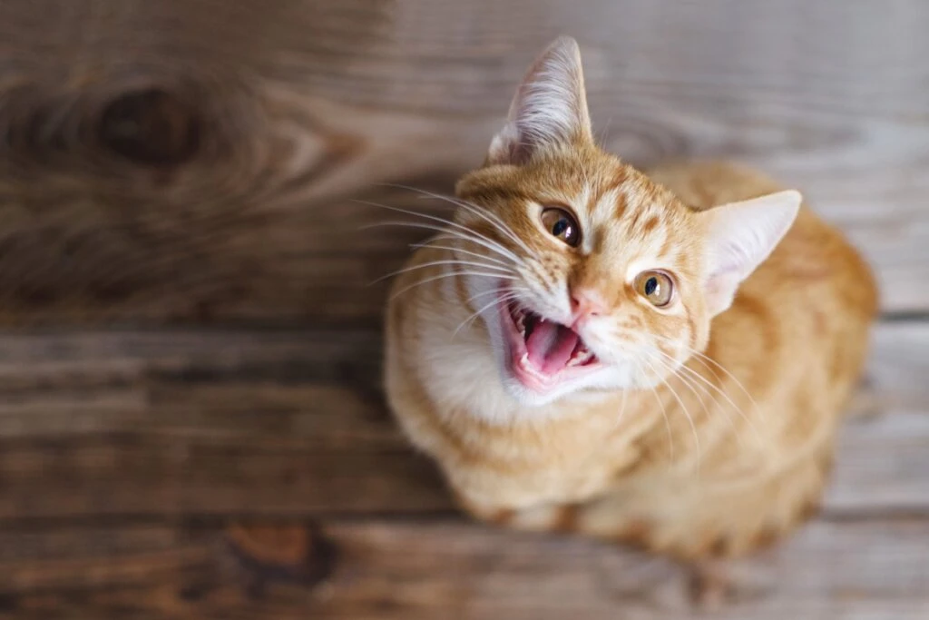 10 coisas que você precisa saber antes de decidir ter um gato