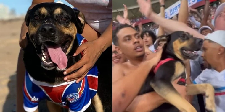 Apolo: o cachorro que driblou as regras e virou ídolo na Fonte Nova