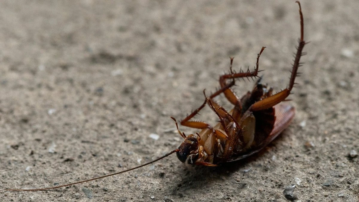 Especialistas revelam o eletrodoméstico preferido das baratas na sua cozinha