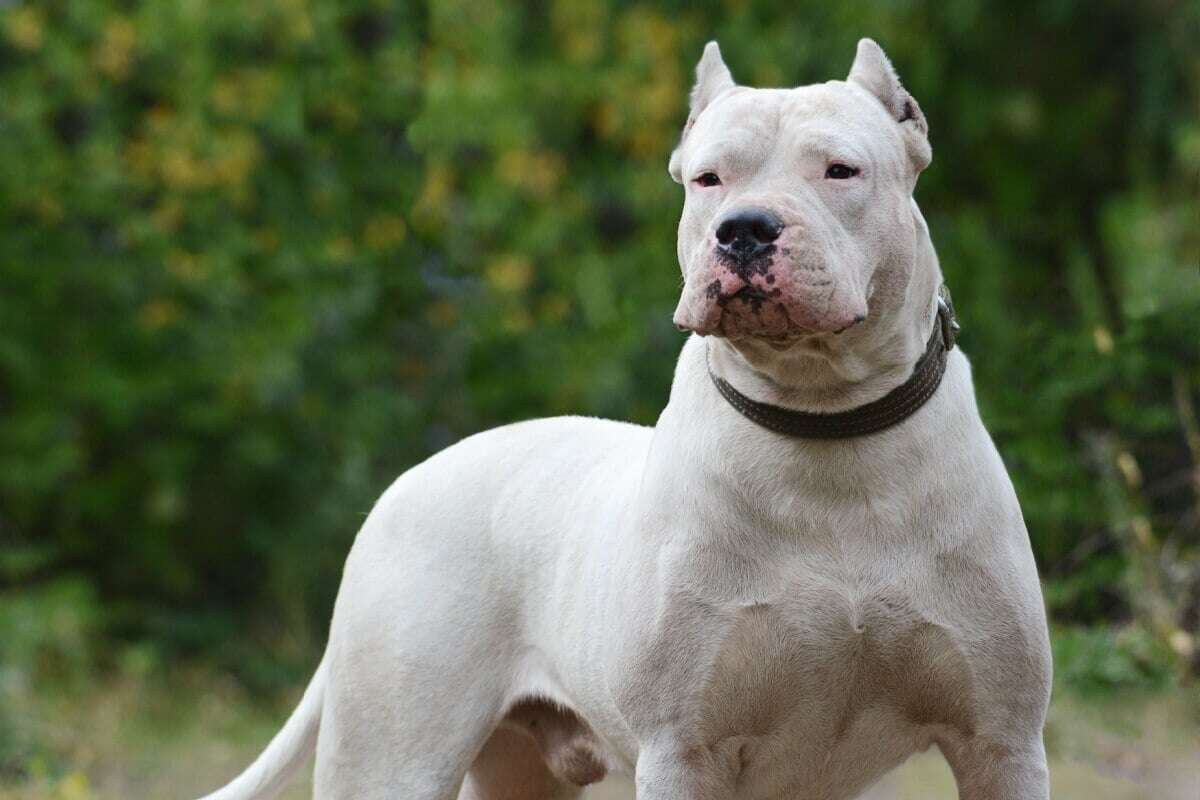 4 características do cachorro da raça dogo argentino 