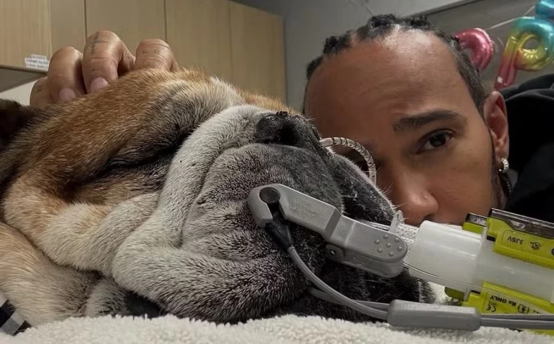 Lewis Hamilton pede orações para seu cachorro, Roscoe, após parada cardíaca: 'Não sabemos se vai acordar'