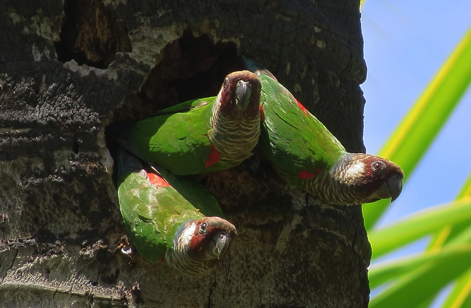 Aves de canto por R$ 80 mil: por que bicudos, curiós e azulões estão no topo do tráfico no Brasil?