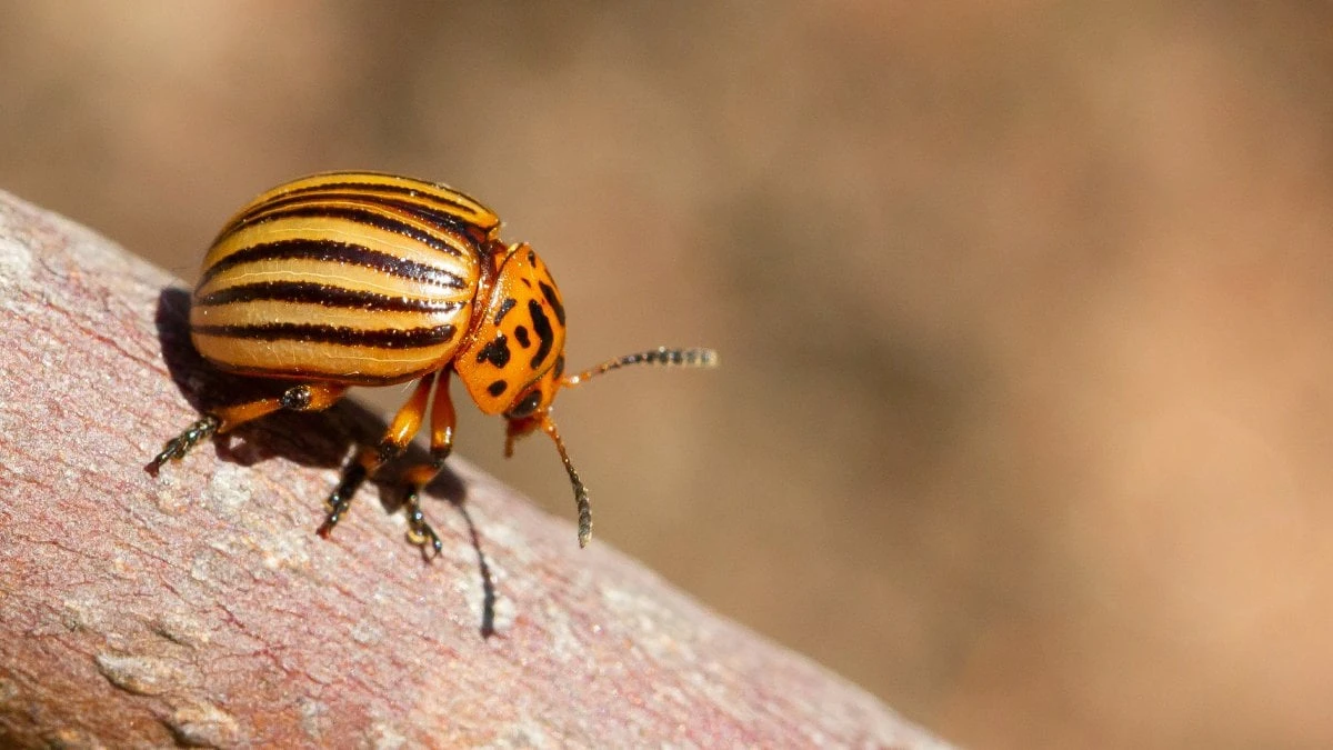 Besouros têm relações homossexuais quando há excesso de fêmeas, diz estudo