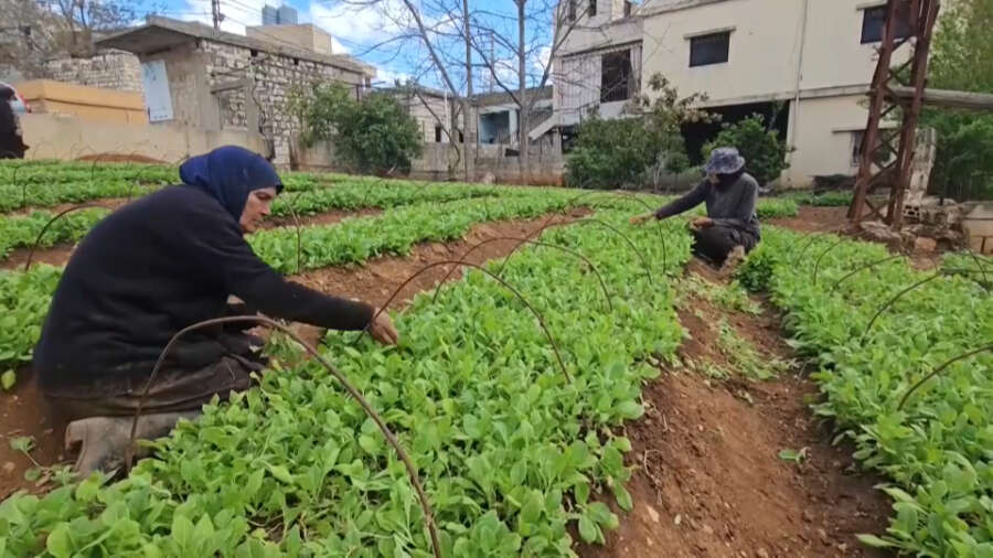 Как изменение климата влияет на мировую продовольственную безопасность