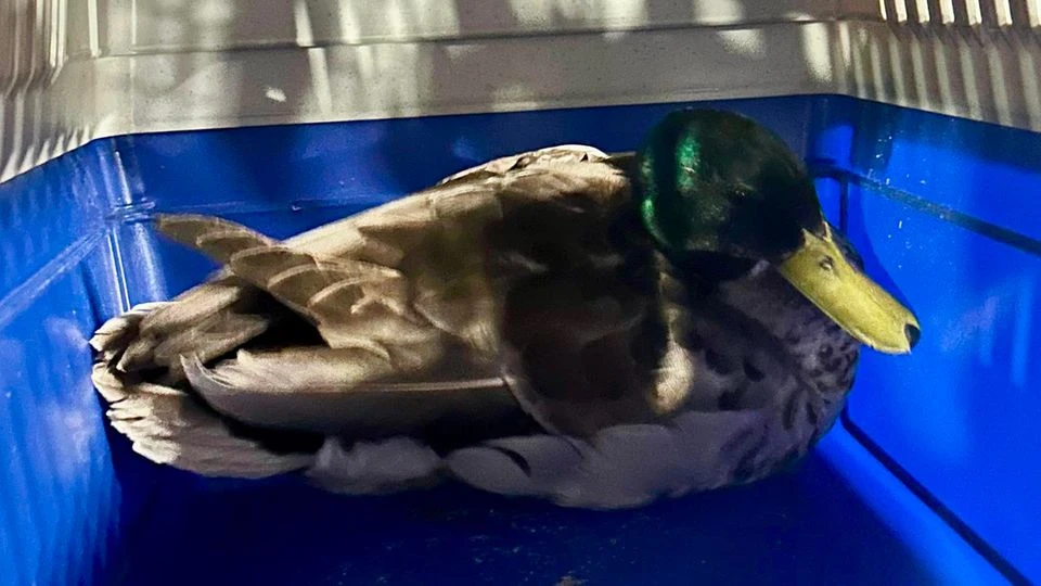 Verletztes Tier Ente gut, alles gut? Erpel braucht Hilfe – und geht zur Feuerwehr