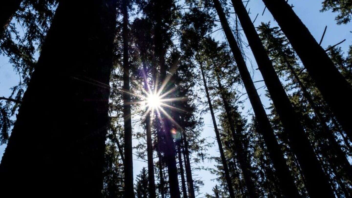 Waldzustand: Özdemir: Wald ist zu Kohlenstoffquelle geworden