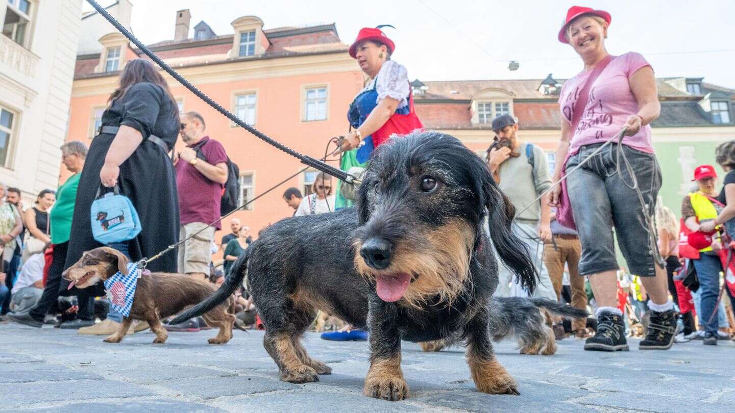 Rekord: 1175 Dackel spazieren durch Regensburgs Altstadt