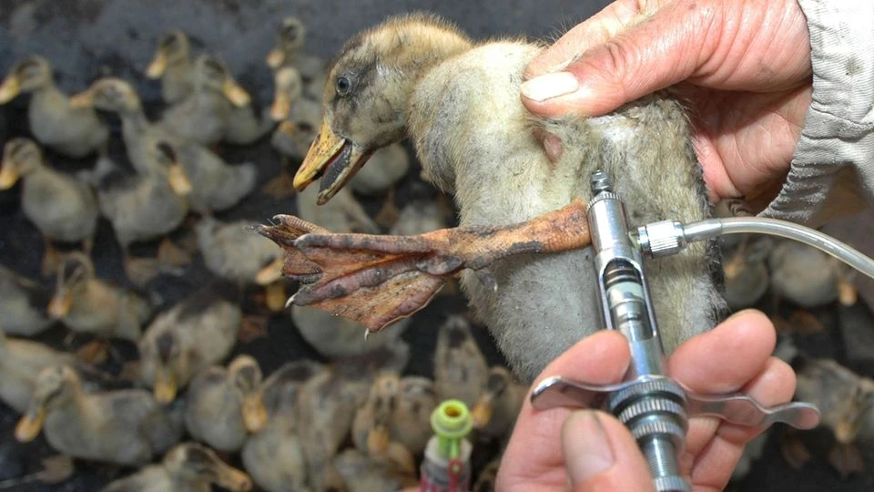 Erster Mensch infiziert sich mit der Vogelgrippe-Variante H10N3
