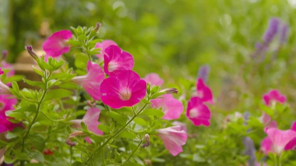Hohe Temperaturen: So schützen Sie Ihre Gartenpflanzen vor der Hitze