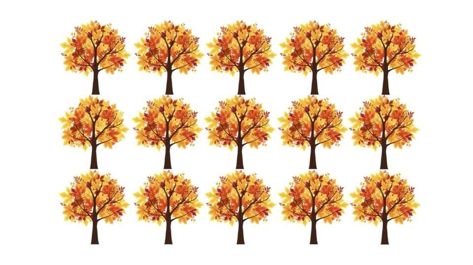 Herbstliches Suchbild Augentest: Wie schnell finden Sie den Baum, der anders aussieht als der Rest?