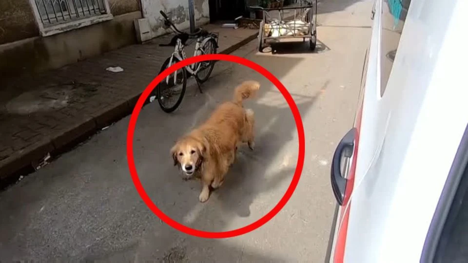 Hund darf nicht zu Frauchen in den Krankenwagen – und startet herzerreißende Verfolgungsjagd
