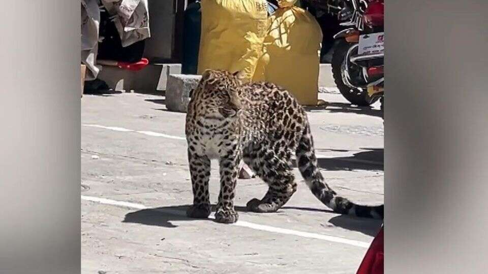 Südwesten Chinas Wilder Leopard streift durch Straßen von Baiyu