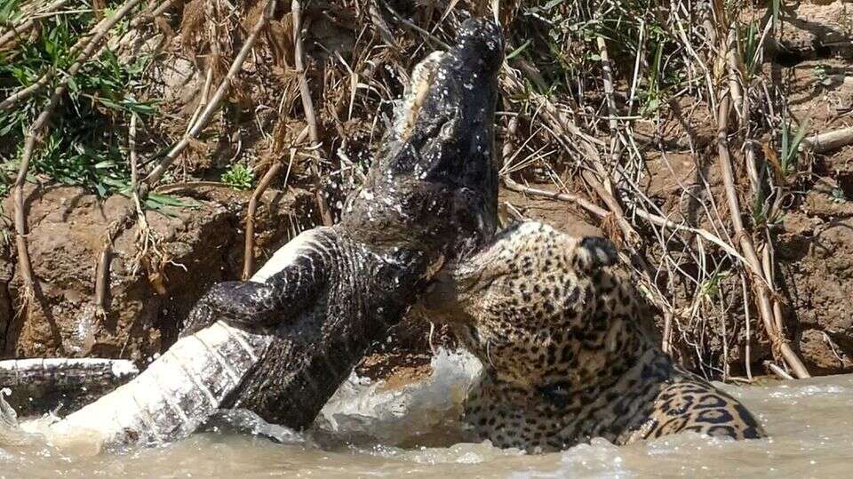 Raubtier-Duell in Brasilien Todeskampf im Fluss: Jaguar verbeißt sich in Krokodil