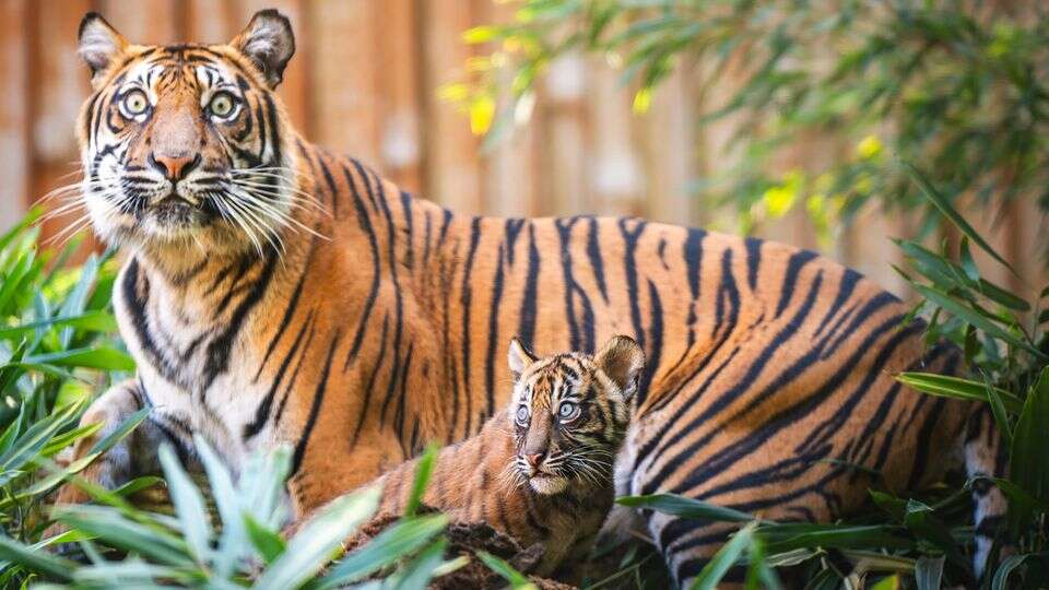 Breslauer Zoo Kleine Sensation: Sumatra-Tigerin Nuri hat vier Junge bekommen