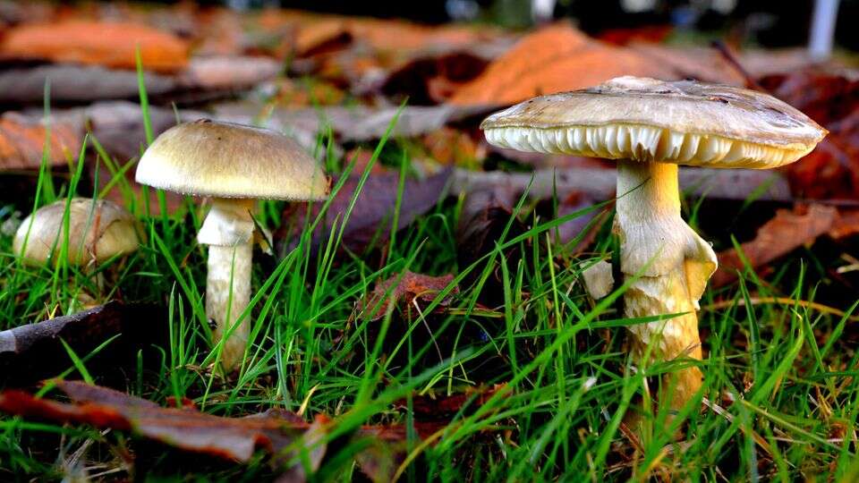 Giftige Herbstpflanzen Drei Kinder und ein Erwachsener erleiden Leberversagen durch Knollenblätterpilze