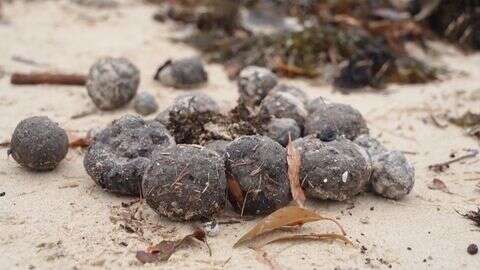 Am Strand angeschwemmt Rätsel um mysteriöse schwarze Kugeln an Sydneys Küste teilweise gelöst