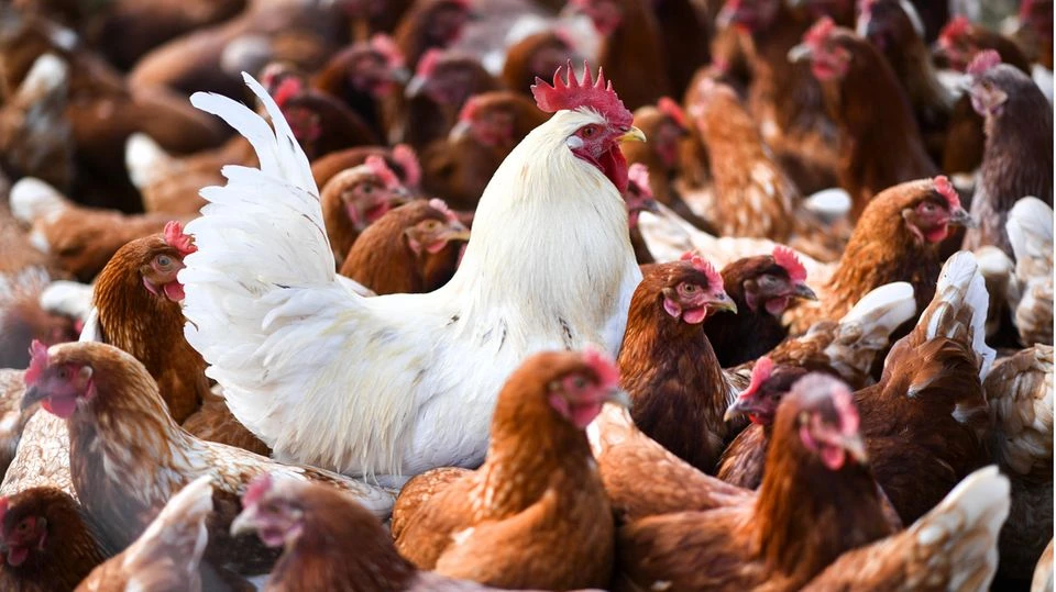 Vogelgrippe-Erreger H10N3 erstmals beim Menschen nachgewiesen: Das steckt hinter dem Fall in China