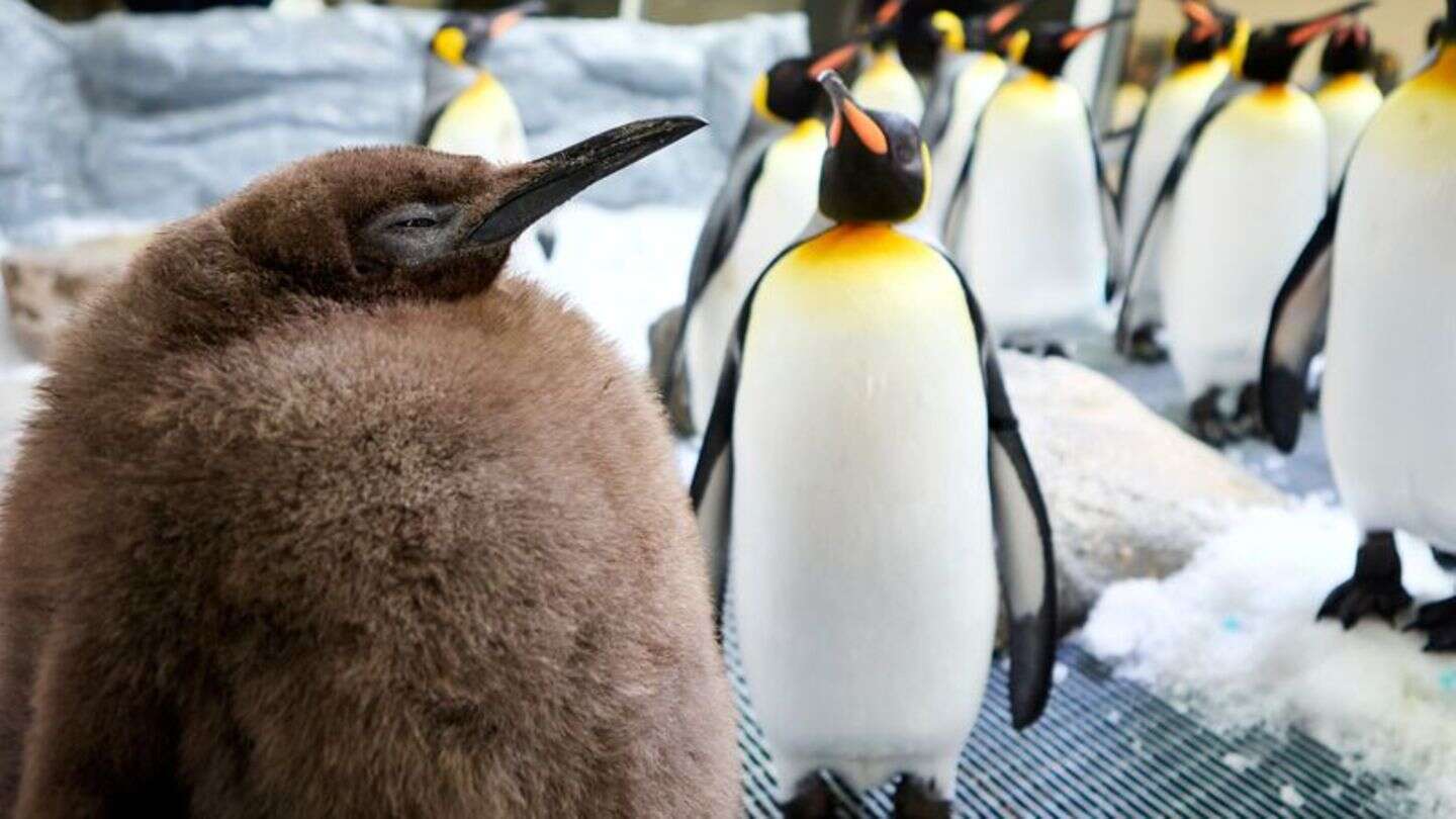 Riesenvogel in Australien: Ein echter Brocken: Pinguin-Baby Pesto ist Social-Media-Star