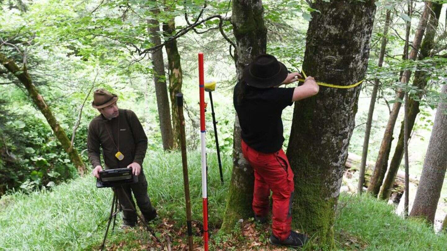 Bericht zum Waldzustand: Özdemir: 