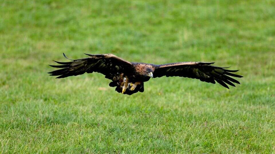 Norwegen Steinadler greift Kleinkind an – Mutter rettet Tochter aus Krallen