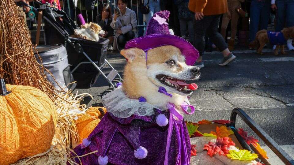 Hunde-Halloween New York lädt zum Karneval der Tiere