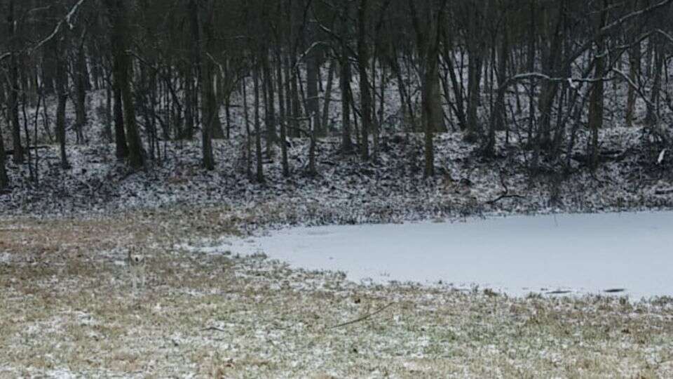 Suchbild Augentest: Schaffen Sie es den perfekt getarnten Husky zu finden?