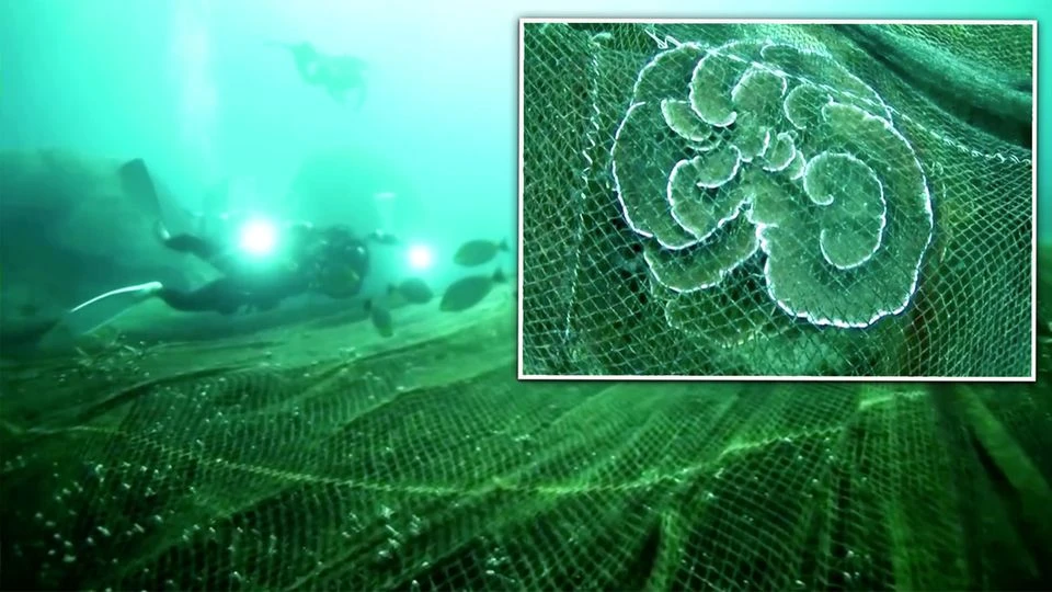 Von altem Fischernetz umhüllt – 40 Taucher retten Korallenriff mit genialem Trick