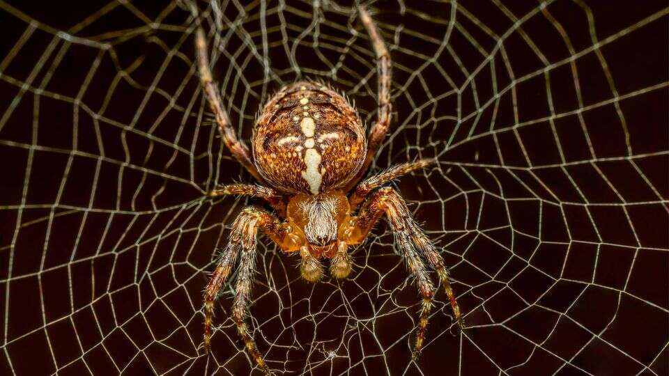 Arachnophobie Reporterin testet: So werden Sie Ihre Angst vor Spinnen los