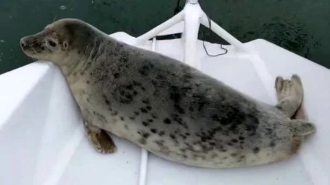 Überraschender Passagier bei Segelregatta: Robbe klettert auf Jacht und fährt einfach mit