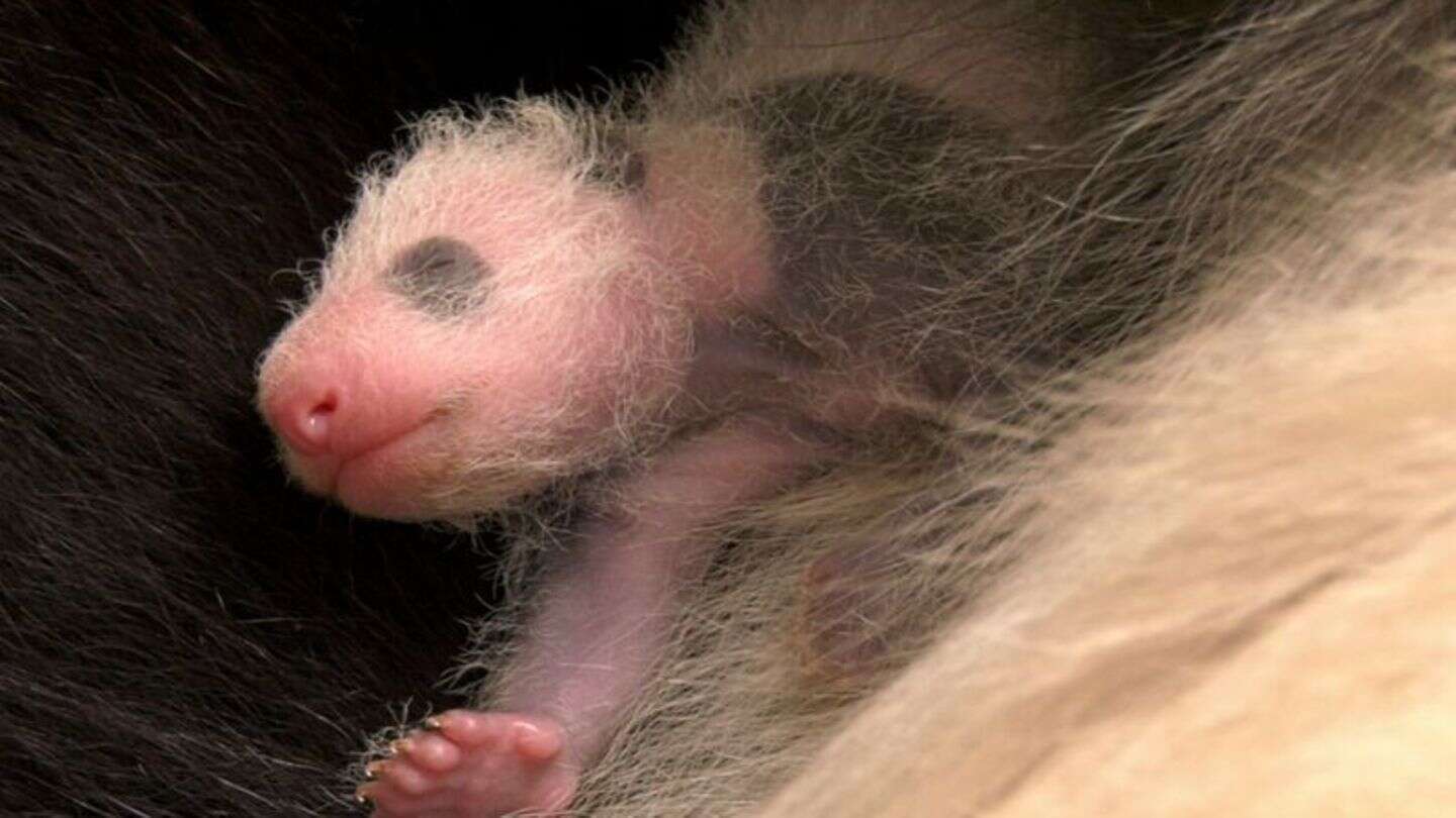 Tiere: Panda-Zwillinge im Berliner Zoo entwickeln sich prächtig