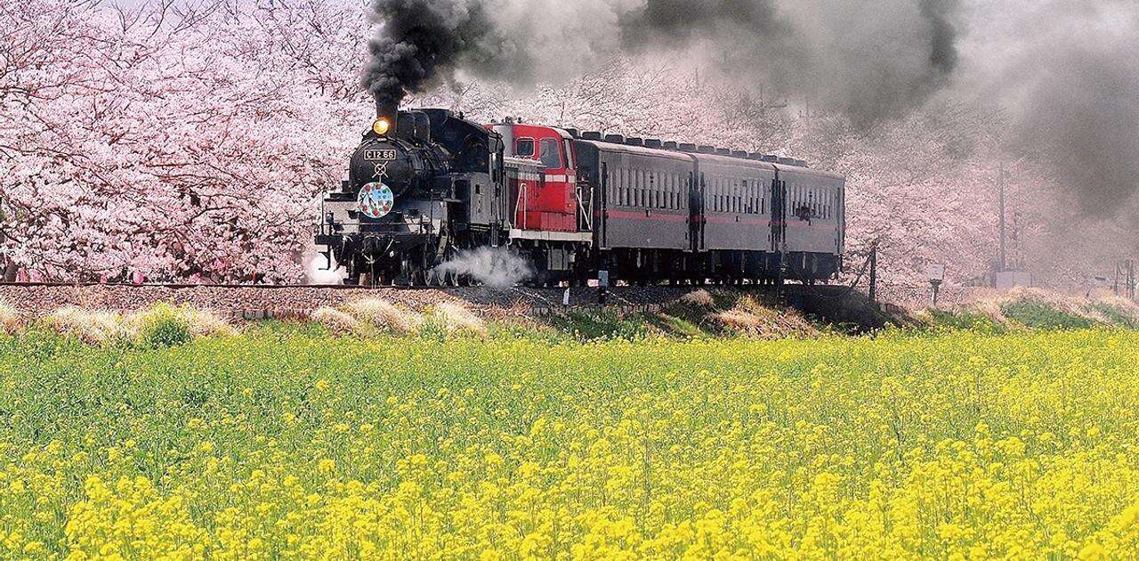 春を感じる「菜の花の絶景ランキング」。1位は秋田、2位・3位は関東のスポットがランクイン