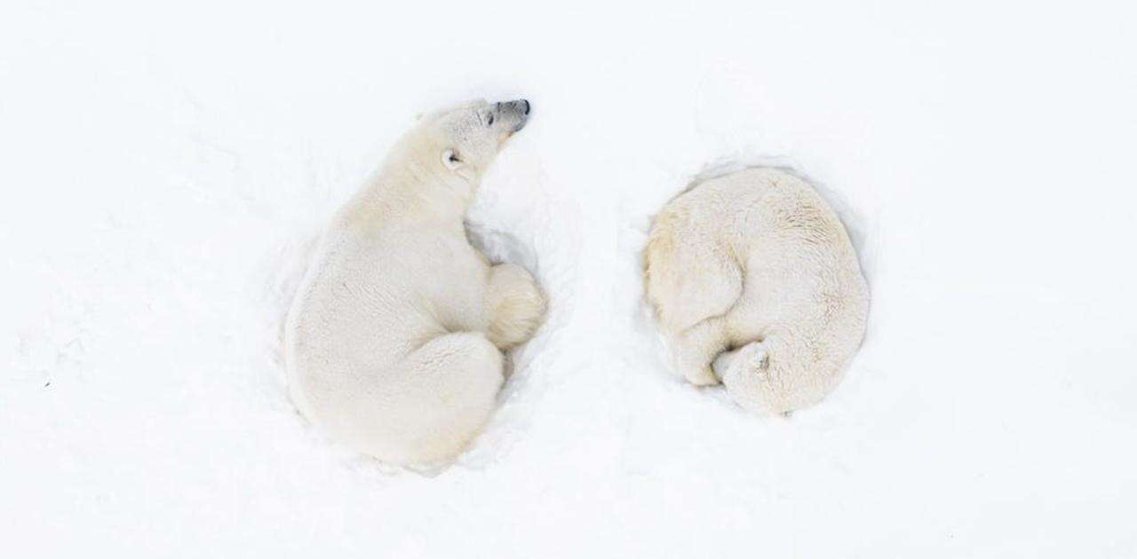 空撮で捉えた写真コンテスト…「自然と動物」部門の最優秀賞候補10点を紹介