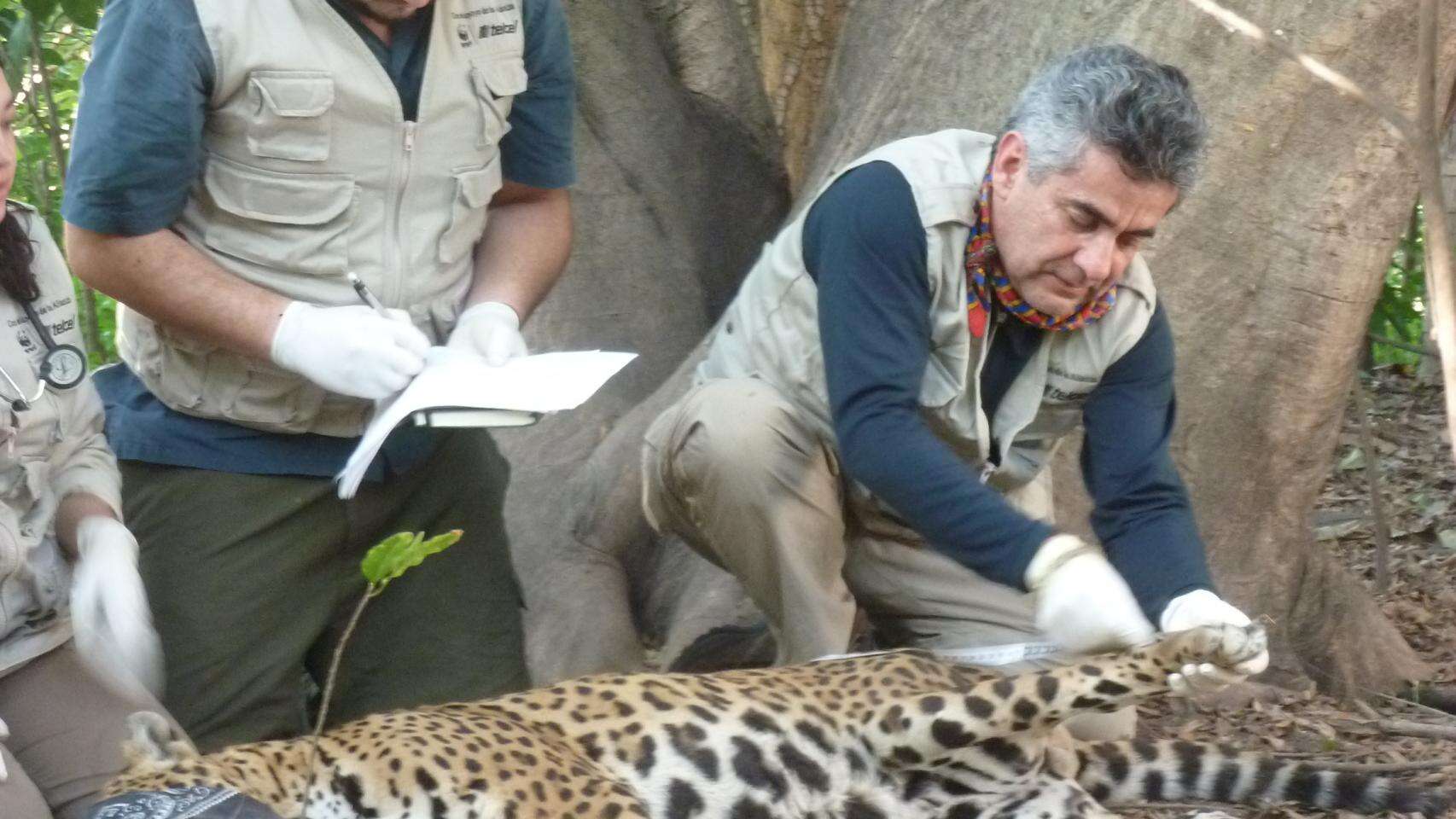 Premio Fronteras a los ecólogos que demostraron que la Sexta Extinción de especies ya ha comenzado