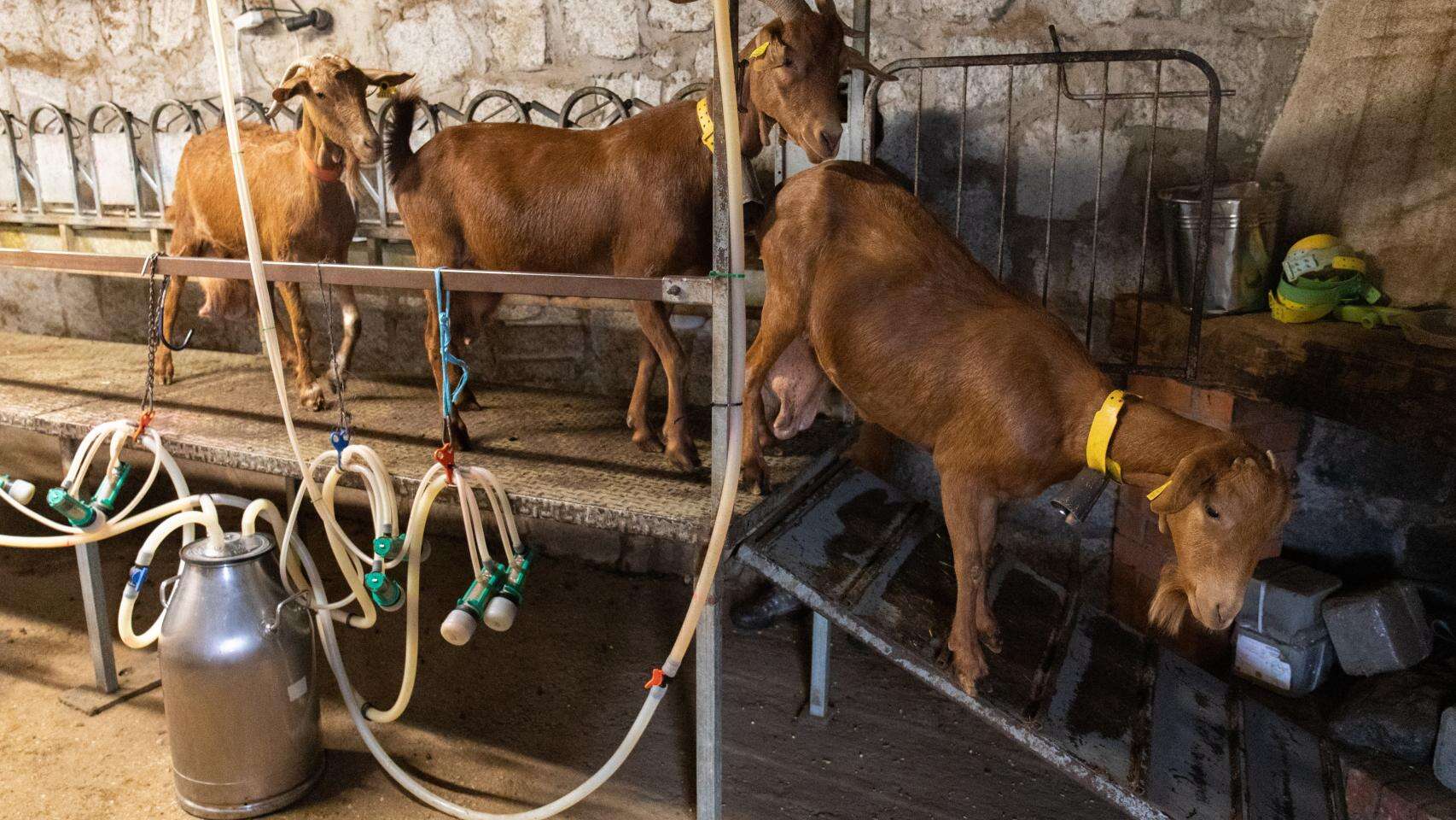 España produce un 4% menos de leche de cabra y oveja pese al precio récord de los ganaderos