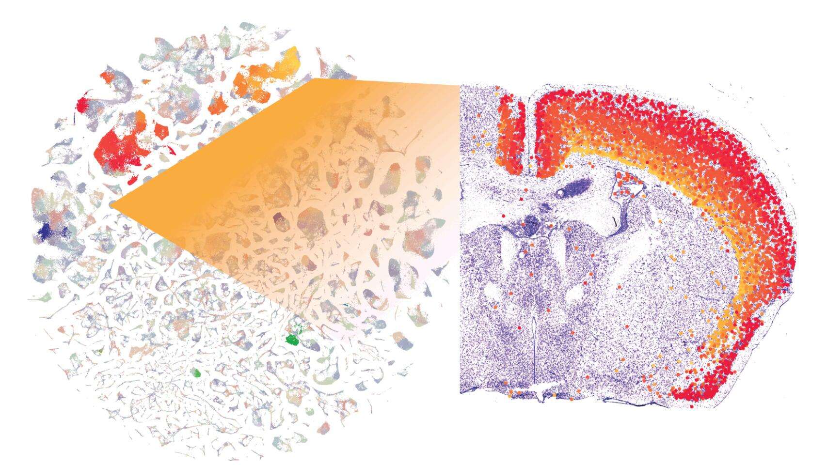 Publican el primer mapa completo del cerebro de un mamífero: el atlas neuronal de un ratón