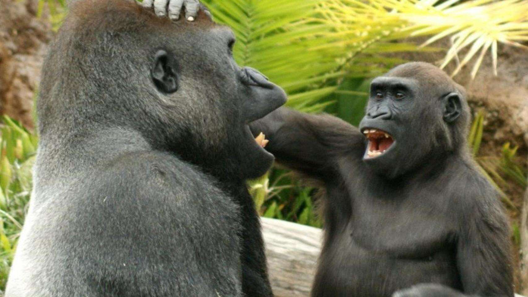 Los primates tienen sentido del humor: graban a orangutanes y gorilas gastándose bromas