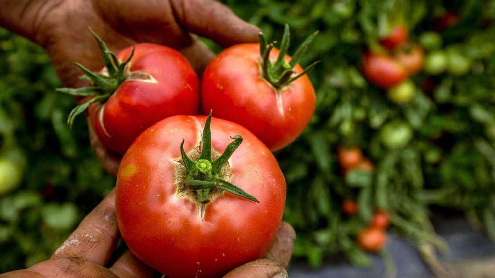 Qué son los alimentos bio de España que ha criticado Francia y cómo consiguen esta etiqueta