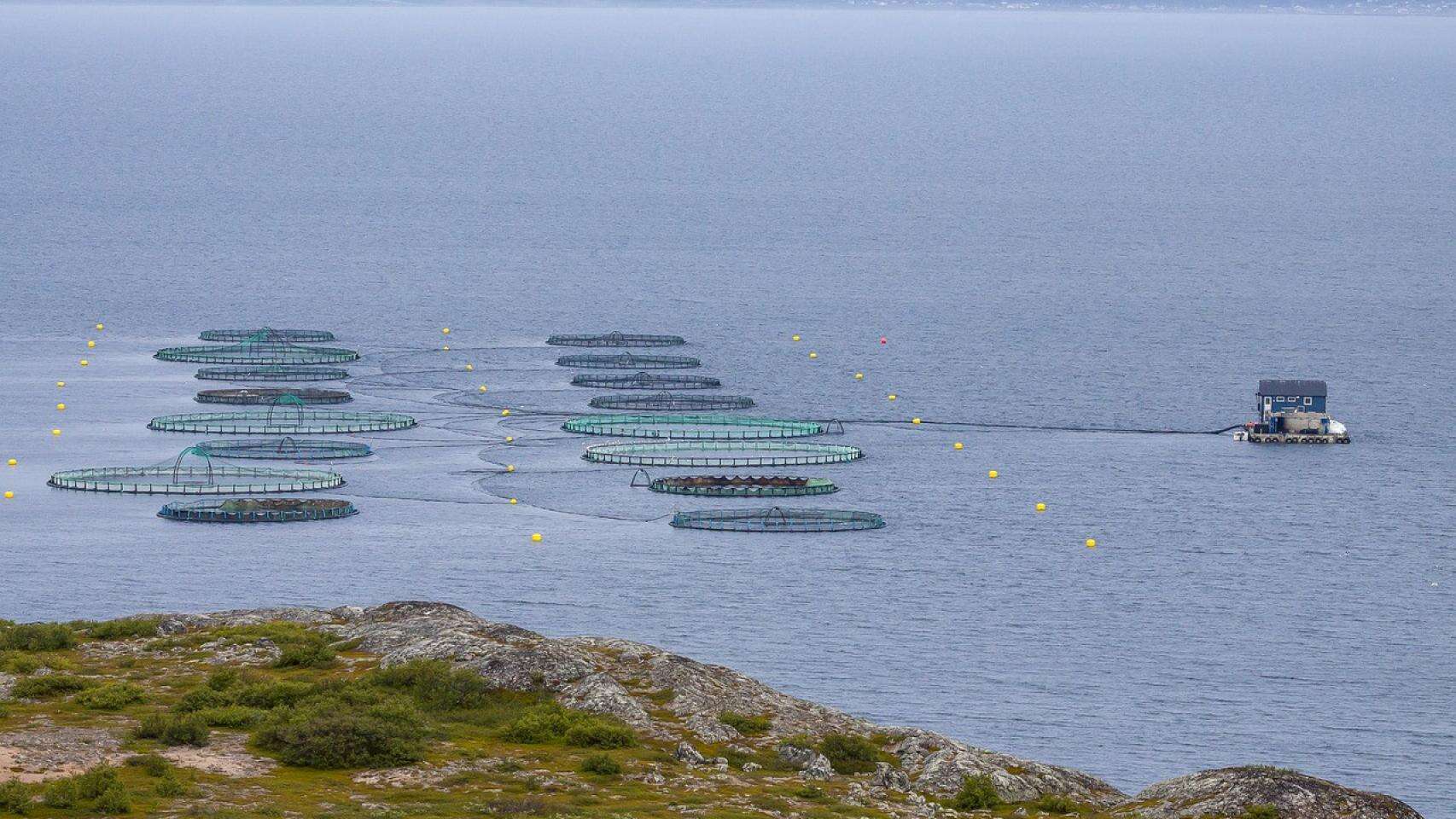 La verdad sobre los salmones de piscifactoría: ¿Aciertan Rosalía y Björk al denunciarlos?